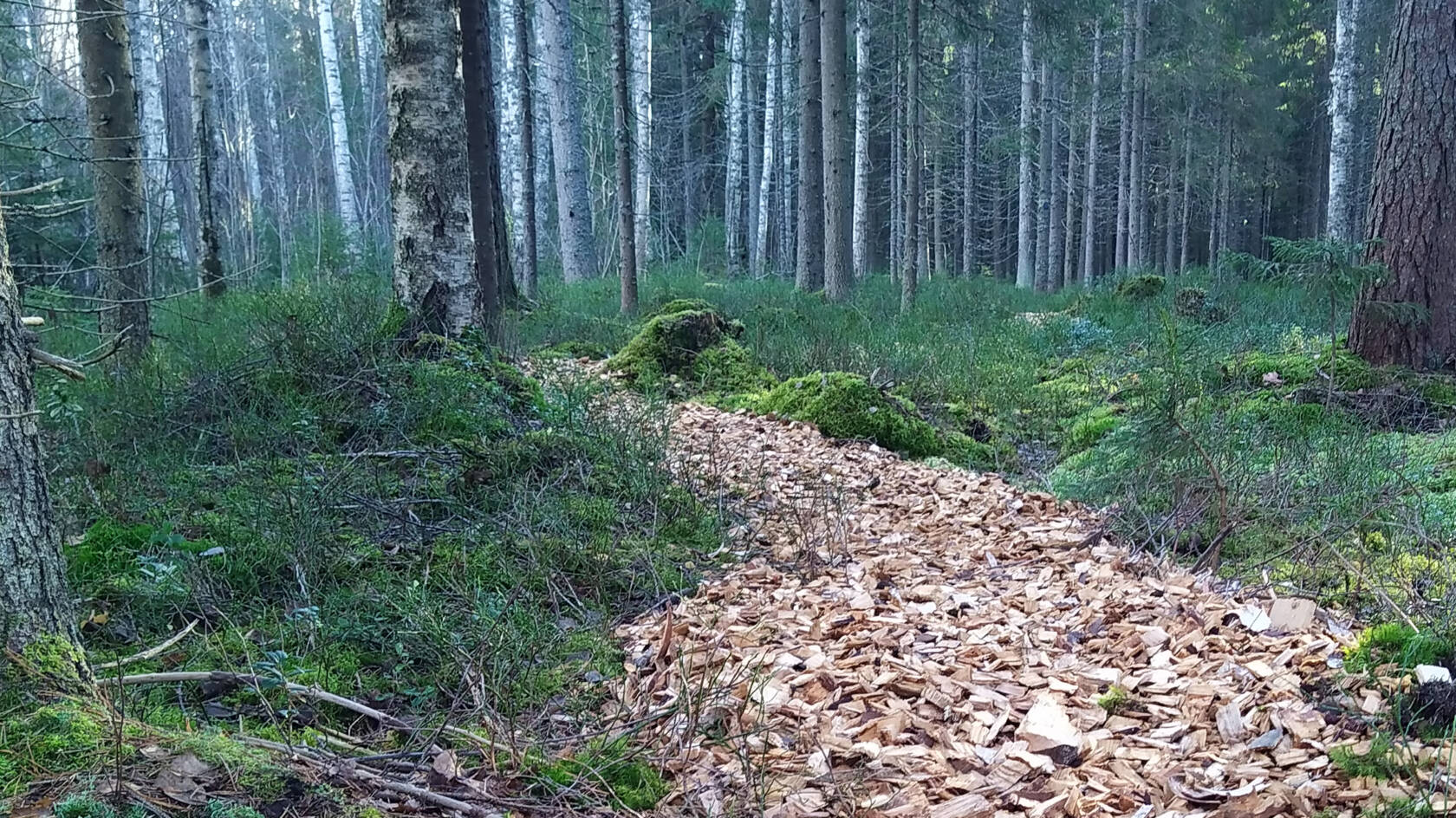 Hakkeella pinnoitettu luontopolku metsän keskellä.